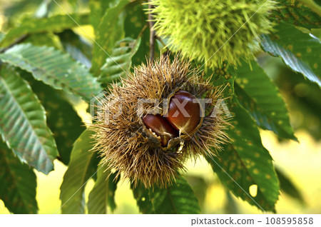 Chestnut Chestnut 108595858