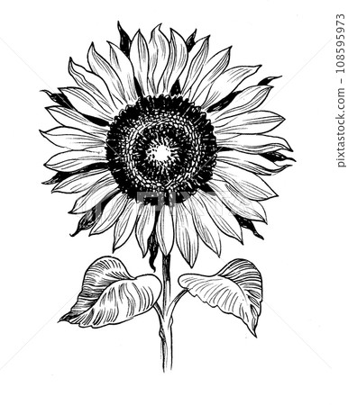 Blossoming sunflower. Hand-drawn retro styled ink black and white illustration Blossoming sunflower. Hand-drawn retro styled ink black and white illustration 108595973