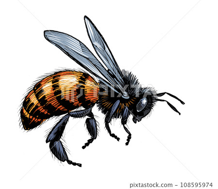 Flying bee. Hand-drawn ink on paper and hand-colored on tablet Flying bee. Hand-drawn ink on paper and hand-colored on tablet 108595974