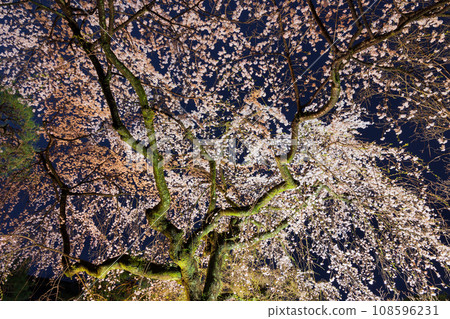 小江戶川越的春天 - 著名的賞櫻勝地 中院櫻花夜景 小江戶川越的春天 - 著名的賞櫻勝地 中院櫻花夜景 108596231
