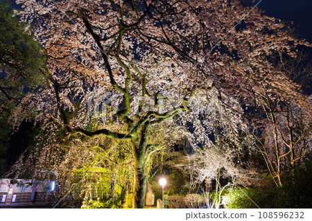 小江戶川越的春天 - 著名的賞櫻勝地 中院櫻花夜景 108596232