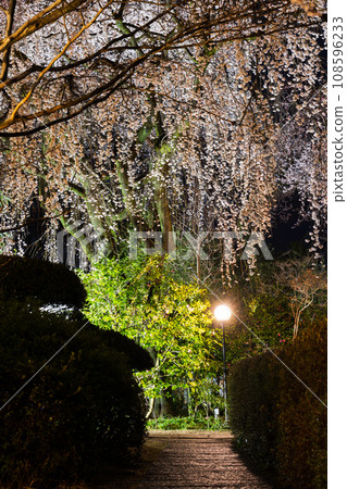 小江戶川越的春天 - 著名的賞櫻勝地 中院櫻花夜景 108596233
