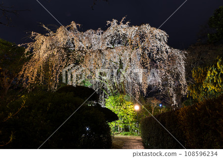 Spring in Kawagoe, Little Edo - famous cherry blossom viewing spot Nakain cherry blossoms illuminated at night 108596234