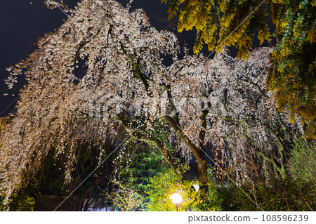 Spring in Kawagoe, Little Edo - famous cherry blossom viewing spot Nakain cherry blossoms illuminated at night Spring in Kawagoe, Little Edo - famous cherry blossom viewing spot Nakain cherry blossoms illuminated at night 108596239