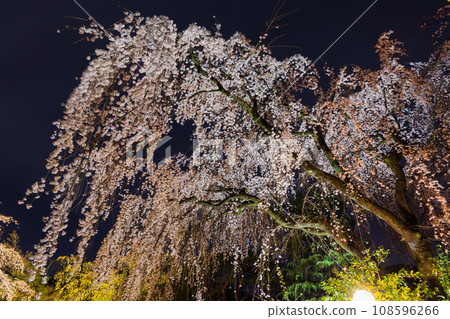 小江戶川越的春天 - 著名的賞櫻勝地 中院櫻花夜景 小江戶川越的春天 - 著名的賞櫻勝地 中院櫻花夜景 108596266