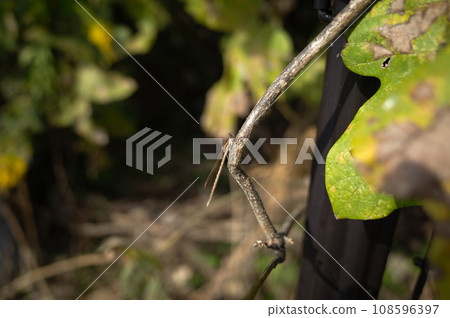 Dragonfly overwintering Dragonfly overwintering 108596397