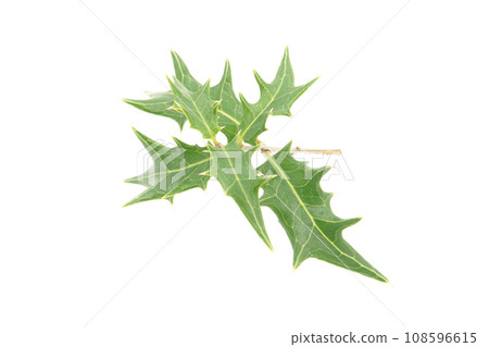 白色背景的冬青 108596615