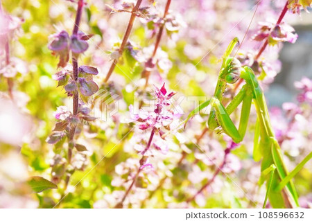 Green cool praying mantis cleaning its sickle in autumn purple gapao flower field outdoors 108596632