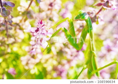 Close-up of a green praying mantis looking away in autumn purple holy basil flower field outdoors Close-up of a green praying mantis looking away in autumn purple holy basil flower field outdoors 108596634