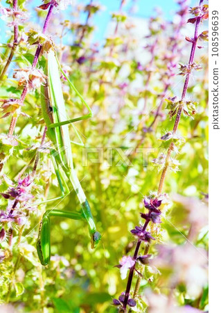 Close-up of a green praying mantis perching upside down on a stem in an autumn purple holy basil flower field outdoors under a blue sky, vertical Close-up of a green praying mantis perching upside down on a stem in an autumn purple holy basil flower field outdoors under a blue sky, vertical 108596639