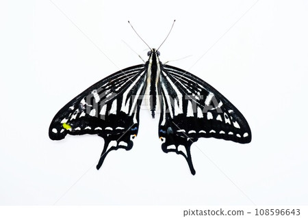 A poorly emerged swallowtail butterfly with partially curled wings spread on a white background A poorly emerged swallowtail butterfly with partially curled wings spread on a white background 108596643