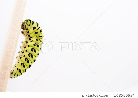 Colorful final instar larva of the yellow swallowtail butterfly that has turned into a pre-pupae with wooden chopsticks on a white background Colorful final instar larva of the yellow swallowtail butterfly that has turned into a pre-pupae with wooden chopsticks on a white background 108596654