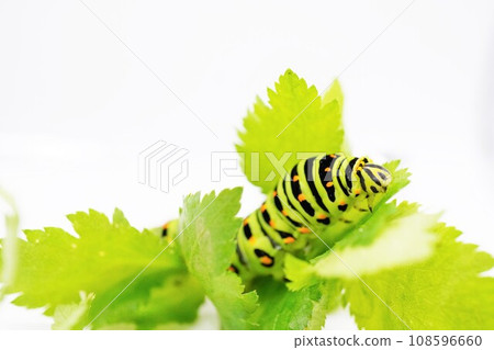 A final instar larva of a swallowtail butterfly riding on a green leaf of a three-lobed food plant on a white background 108596660