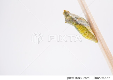 A pupa of a yellow swallowtail butterfly whose wing patterns are beginning to show through on a white background 108596666