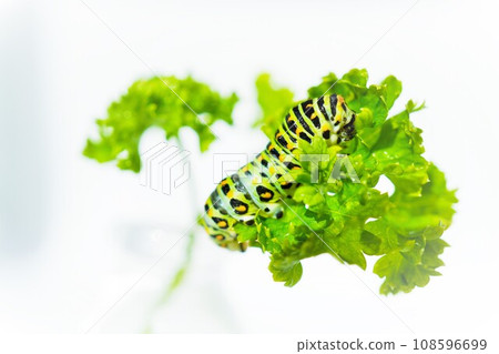 Colorful larva of a swallowtail butterfly sitting on a green herb and parsley on a white background Colorful larva of a swallowtail butterfly sitting on a green herb and parsley on a white background 108596699