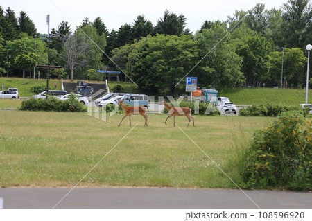 Wild sika deer Wild sika deer 108596920