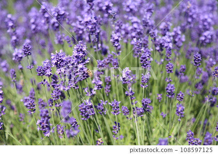 Lavender field and bees Lavender field and bees 108597125