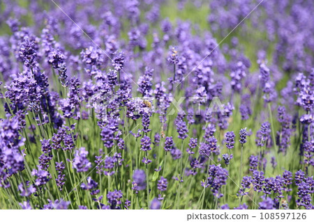 Lavender field 108597126