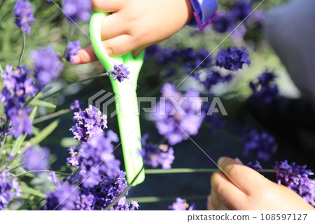 Lavender cutting experience 108597127