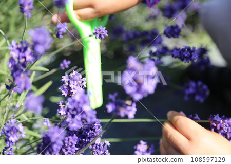 薰衣草採摘體驗 薰衣草採摘體驗 108597129
