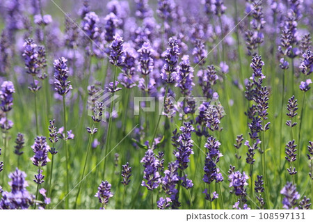 Lavender field Lavender field 108597131