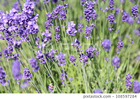 美麗的薰衣草 108597284