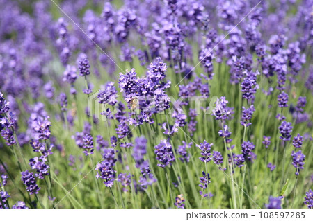蜜蜂和薰衣草 蜜蜂和薰衣草 108597285