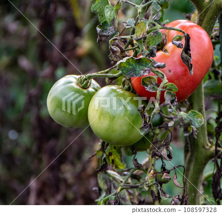 Home garden Home garden 108597328