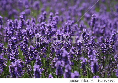 盛開的薰衣草田 108597390