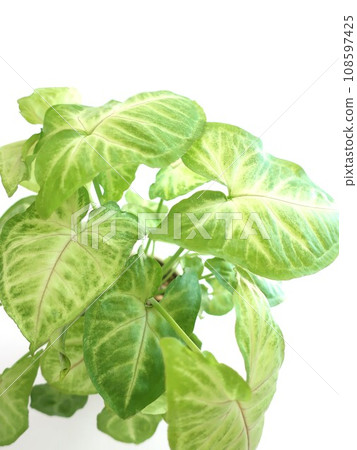 syngonium ornamental plant 108597425