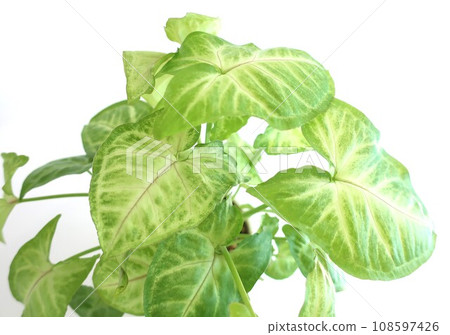 syngonium ornamental plant 108597426