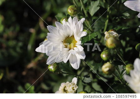 秋季花園中盛開的白色噴霧菊花 108597495
