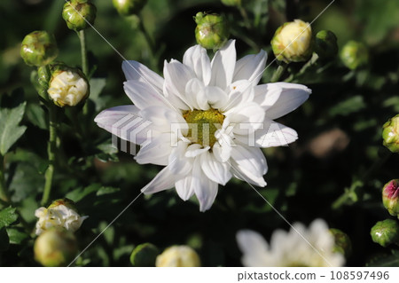 秋季花園中盛開的白色噴霧菊花 108597496