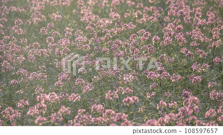 樂京花(鳥取縣北榮町產) 樂京花(鳥取縣北榮町產) 108597657
