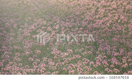 樂京花(鳥取縣北榮町產) 樂京花(鳥取縣北榮町產) 108597658