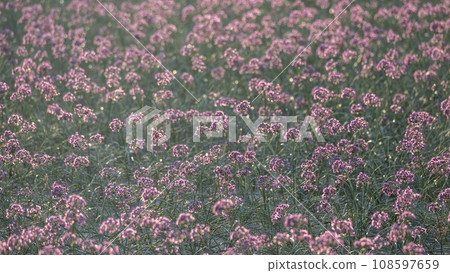 樂京花(鳥取縣北榮町產) 樂京花(鳥取縣北榮町產) 108597659