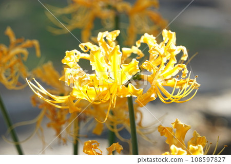 Higanbana yellow 108597827