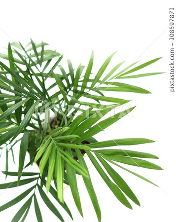 Table palm ornamental plant Table palm ornamental plant 108597871