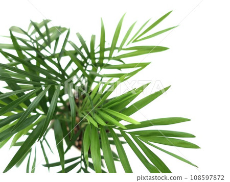 Table palm ornamental plant 108597872