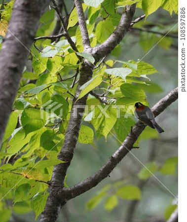 Yamagara停止在樹枝上 Yamagara停止在樹枝上 108597886