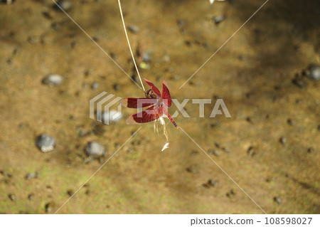 red dragonfly stops 108598027