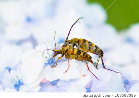 長耳甲蟲在繡球花上交配 長耳甲蟲在繡球花上交配 108598089