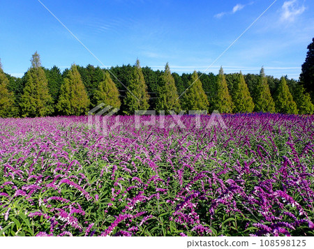 Aoyama Resort Herb Garden welcomes sage season 108598125