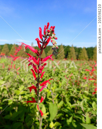 青山度假村香草園的鳳梨鼠尾草 青山度假村香草園的鳳梨鼠尾草 108598210