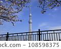 從墨田公園眺望東京晴空塔和盛開的櫻花 108598375