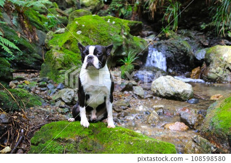 波士頓梗犬 Mighty 坐在毛山町溪流中長滿青苔的岩石上,看起來很可愛♡ 波士頓梗犬 Mighty 坐在毛山町溪流中長滿青苔的岩石上,看起來很可愛♡ 108598580