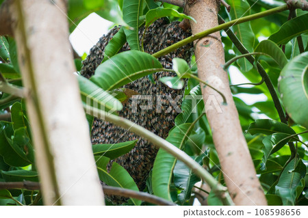 large wild honey bee comb on tree branch large wild honey bee comb on tree branch 108598656