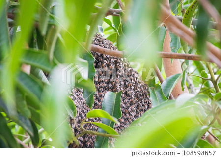 large wild honey bee comb on tree branch large wild honey bee comb on tree branch 108598657