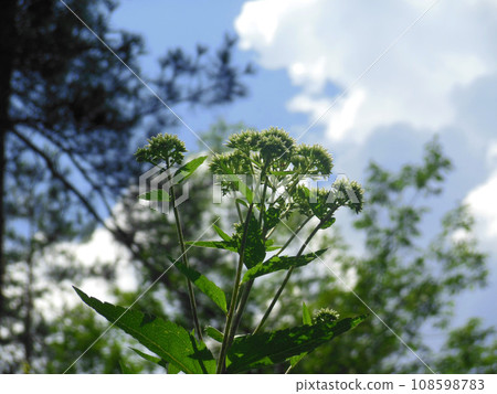 延伸到藍天的花 延伸到藍天的花 108598783