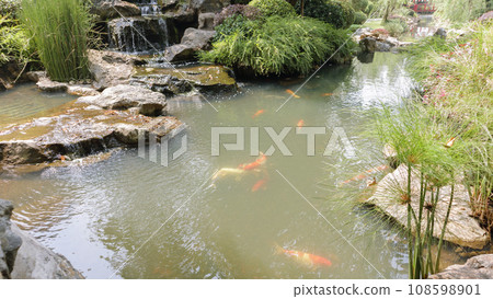 koi fish in the garden pond koi fish in the garden pond 108598901